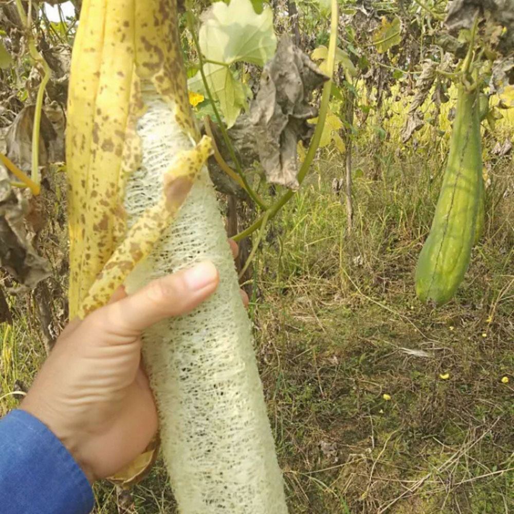 Esponja de Luffa Natural, Espo - Body Loofah Natural reseña y precio